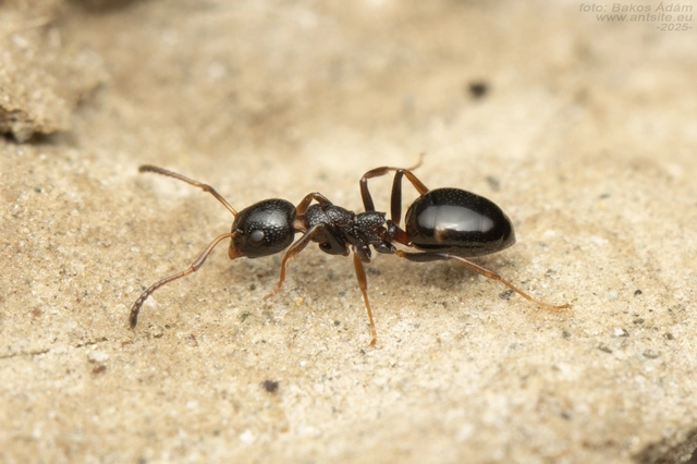 Dolichoderus quadripunctatus - négypettyes erdeihangya