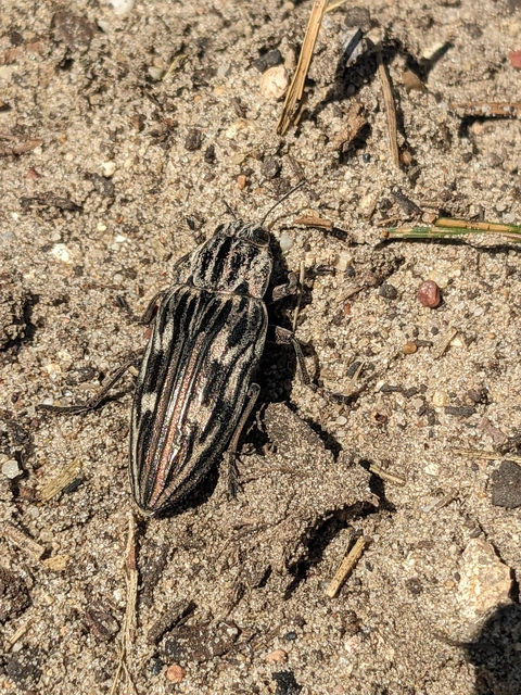 Chalcophora mariana - nagy fenyvesdíszbogár