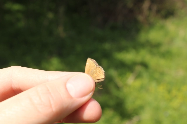 Erynnis tages - cigánylepke
