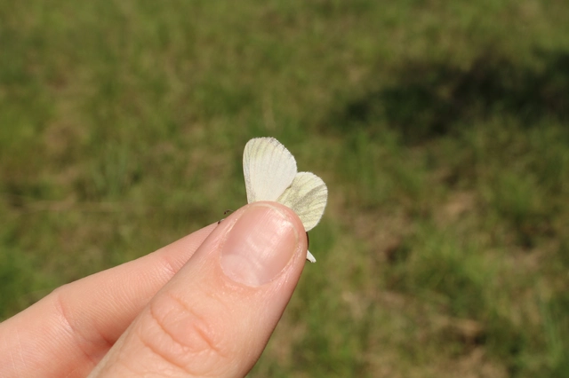 Leptidea sinapis - mustárlepke