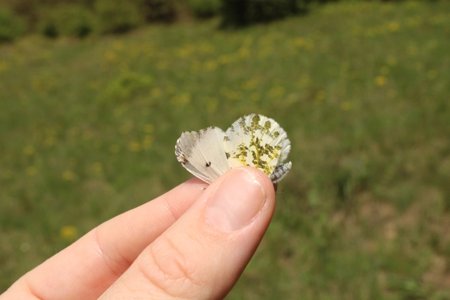 Anthocharis cardamines - hajnalpírlepke