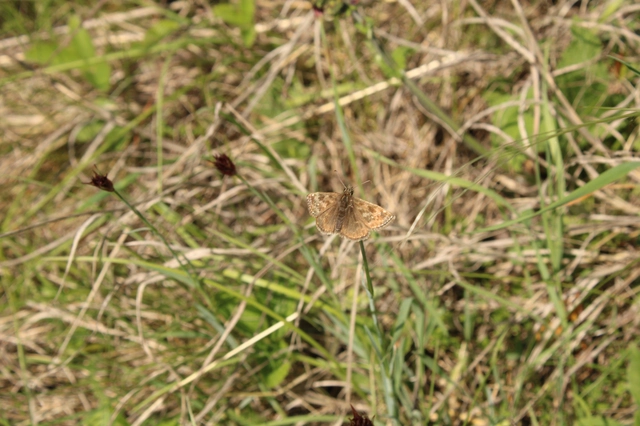 Erynnis tages - cigánylepke