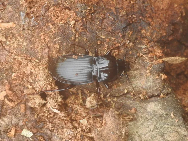 Abax parallelus - karcsú szélesfutó
