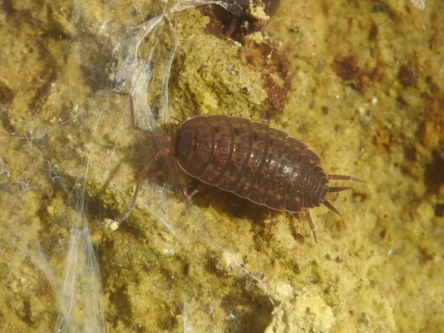 Isopoda - Ászkarákok
