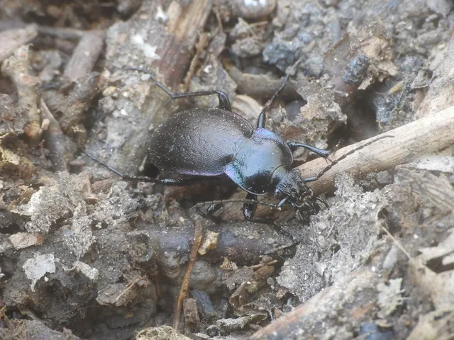 Carabus nemoralis - ligeti futrinka