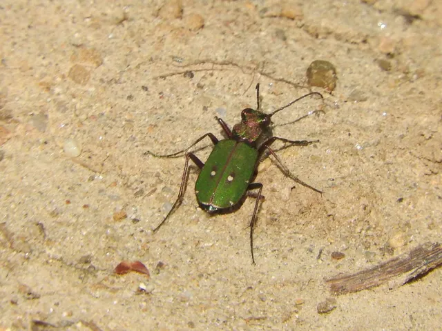 Cicindela campestris - mezei homokfutrinka