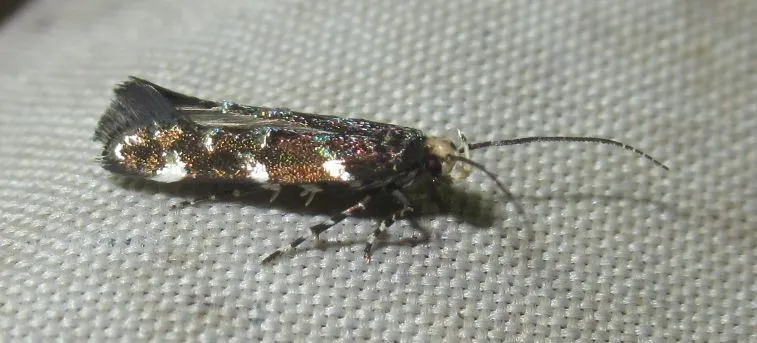 Eteobalea serratella - gyújtoványfű-tündérmoly