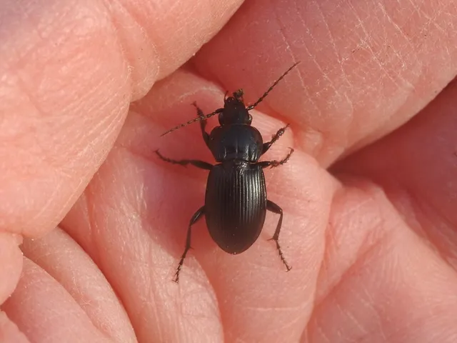 Pterostichus hungaricus - magyar gyászfutó