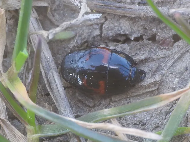 Hister quadrimaculatus - közönséges sutabogár