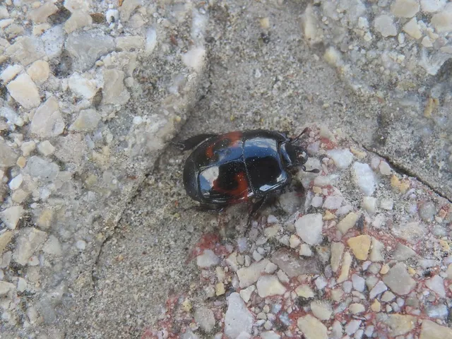 Hister quadrimaculatus - közönséges sutabogár