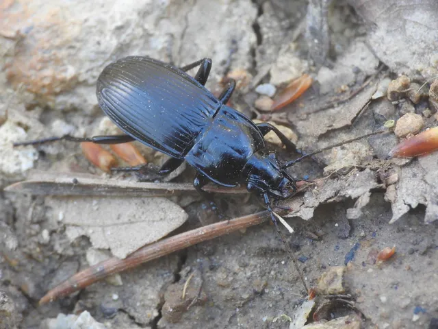 Abax parallelepipedus - félbordás szélesfutó