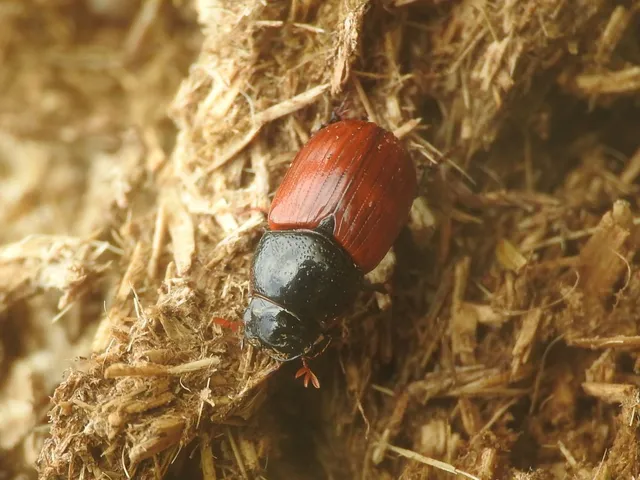 Aphodius fimetarius - feketehasú trágyabogár