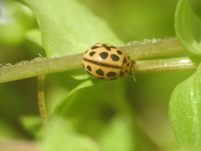 Tytthaspis sedecimpunctata - tizenhatpettyes katica