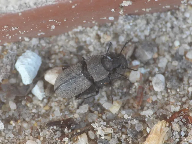 Gonocephalum Gonocephalum