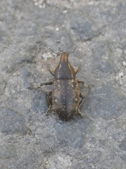Leucophyes pedestris - négypettyes barkó