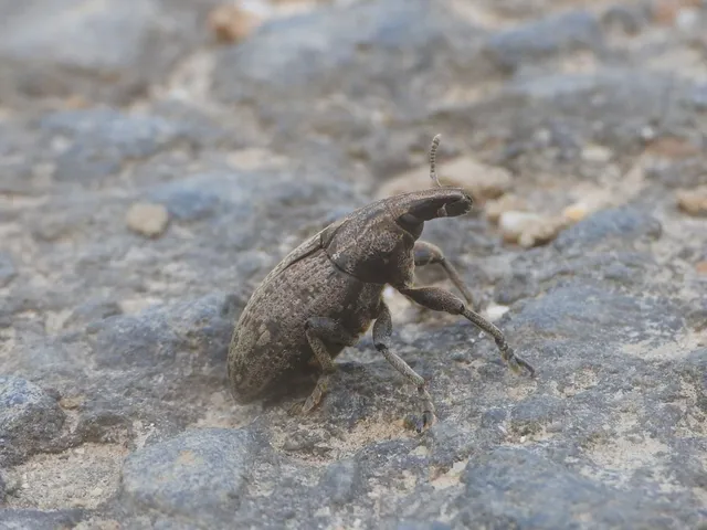 Leucophyes pedestris - négypettyes barkó