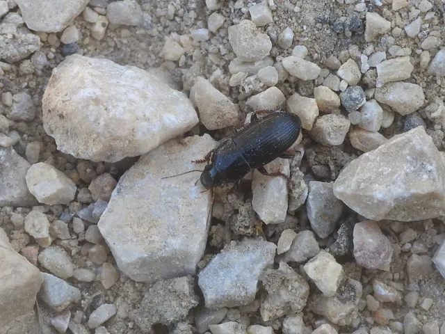 Harpalus