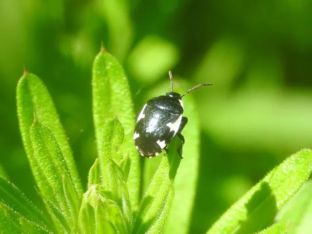 Tritomegas sexmaculatus - hatfoltos földipoloska