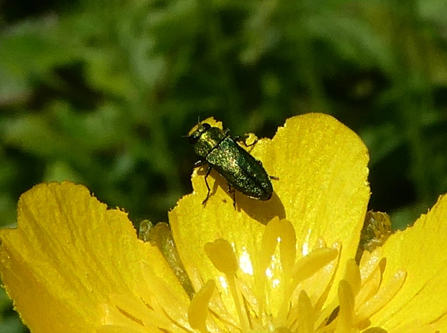Anthaxia nitidula - ragyogó virágdíszbogár
