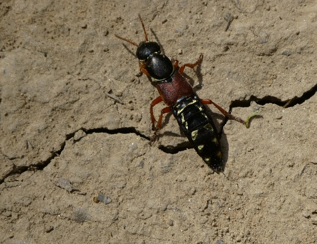 Staphylinus caesareus - aranysujtásos holyva