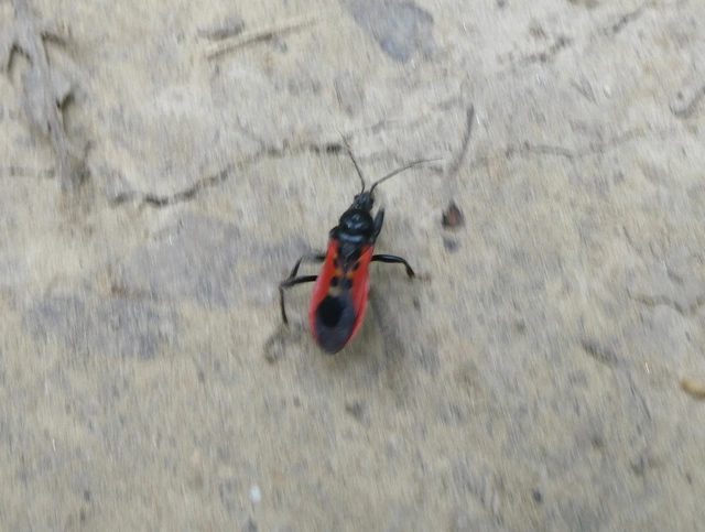 Peirates hybridus - foltos rablópoloska