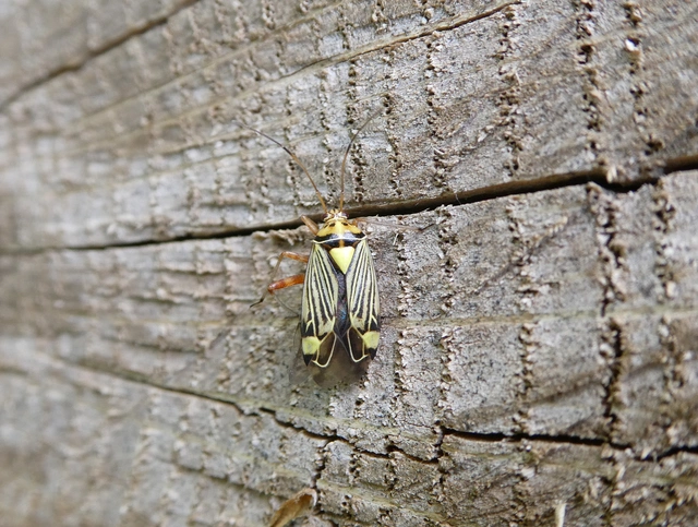 Rhabdomiris striatellus - zebra-mezeipoloska