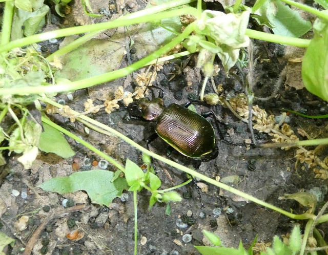 Calosoma inquisitor - kis bábrabló