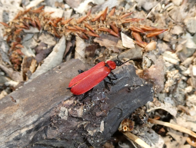 Pyrochroa coccinea - nagy bíborbogár
