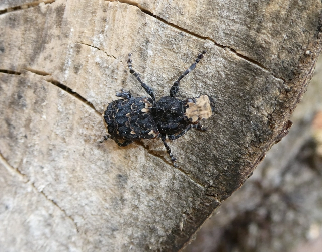 Platyrhinus resinosus - nagy orrosbogár