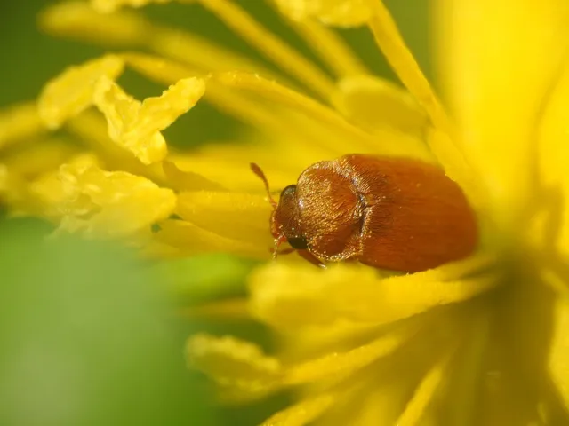 Byturus ochraceus - gyömbérgyökérbogár