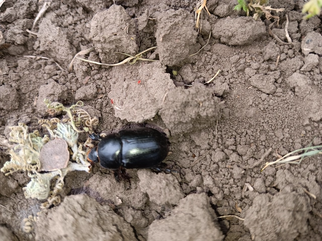 Pentodon idiota - butabogár