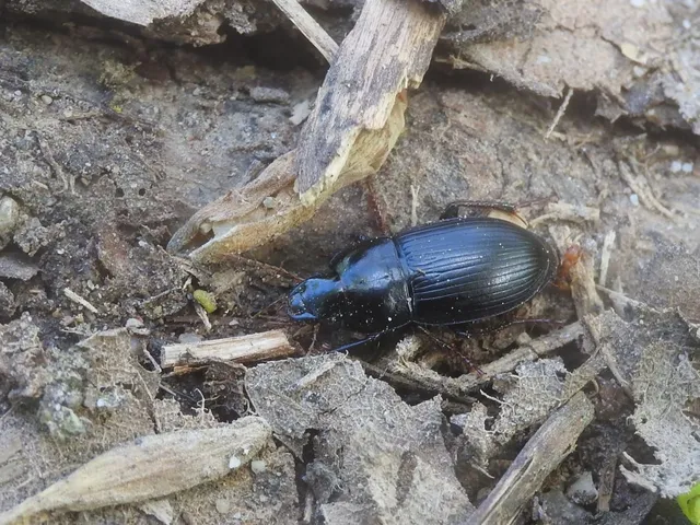 Harpalus tardus - ligeti lomhafutó