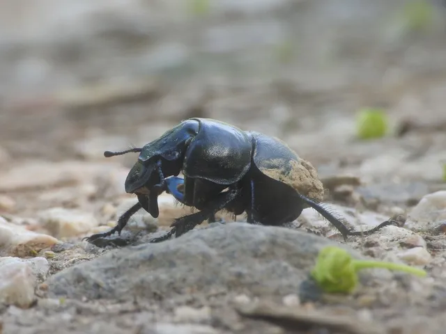 Lethrus apterus - nagyfejű csajkó
