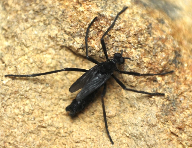 Penthetria funebris