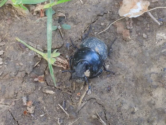 Lethrus apterus - nagyfejű csajkó