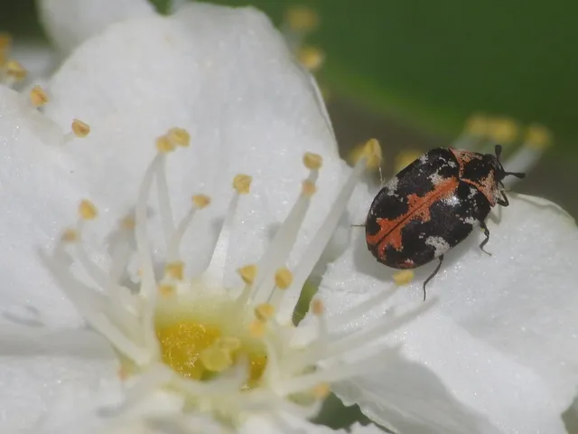 Anthrenus scrophulariae - nagy múzeumbogár