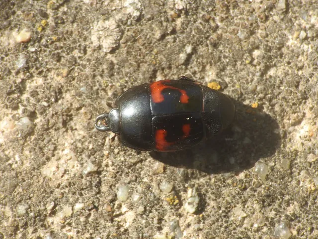 Hister quadrimaculatus - közönséges sutabogár