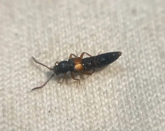 Myrmoecia plicata - dudoros hangyászholyva