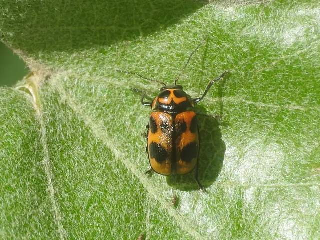 Cryptocephalus sexpunctatus - hatfoltos zömökbogár Cryptocephalus sexpunctatus - hatfoltos zömökbogár