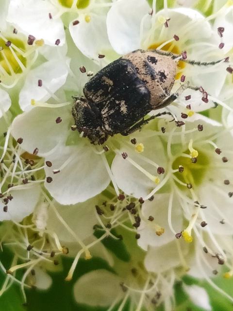 Valgus hemipterus - suta virágbogár