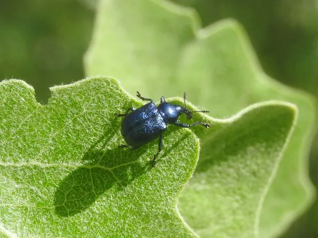 Byctiscus betulae - szőlő-levélsodró