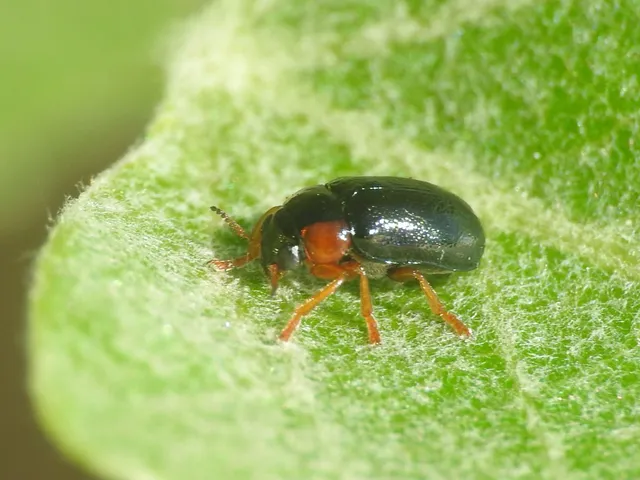 Smaragdina