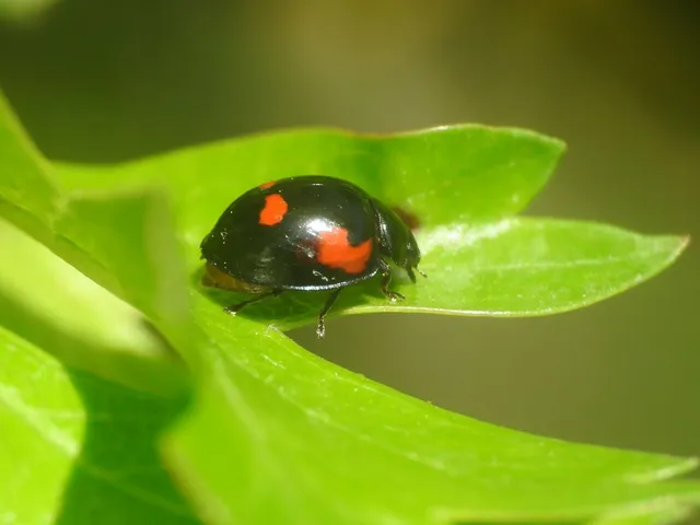 Exochomus quadripustulatus - négyfoltos szerecsenkata