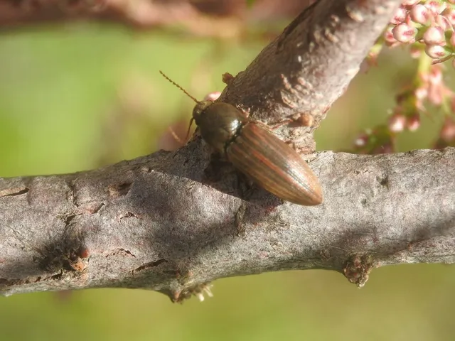 Agriotes lineatus - vetési pattanó