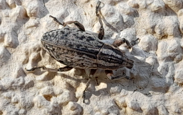 Pseudocleonus cinereus - hamvas barkó