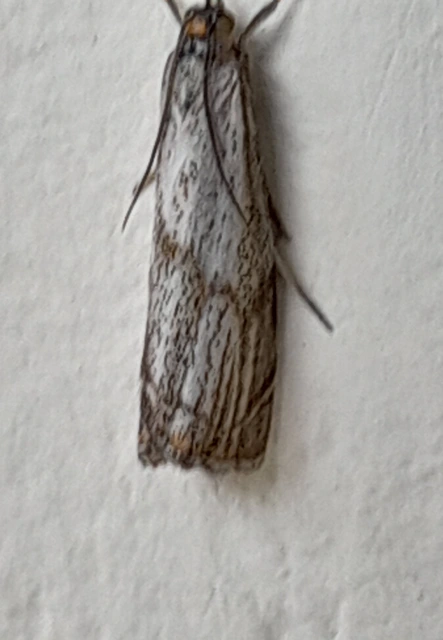 Thisanotia chrysonuchella - tavaszi fűgyökérmoly