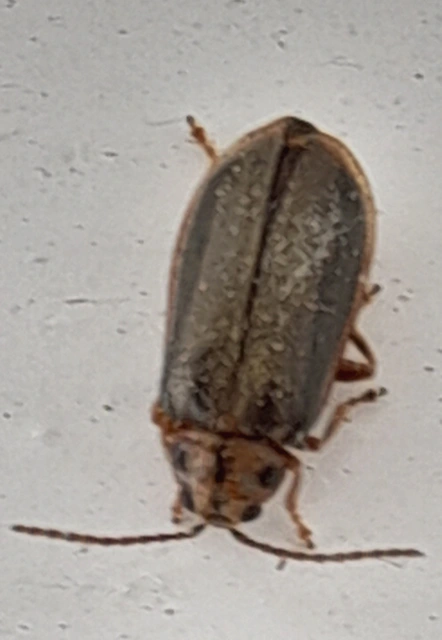 Xanthogalerucella luteola - szilfa-olajosbogár