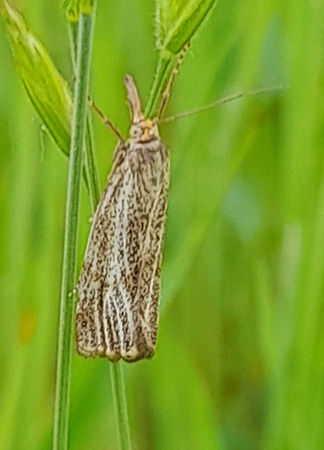 Thisanotia chrysonuchella - tavaszi fűgyökérmoly
