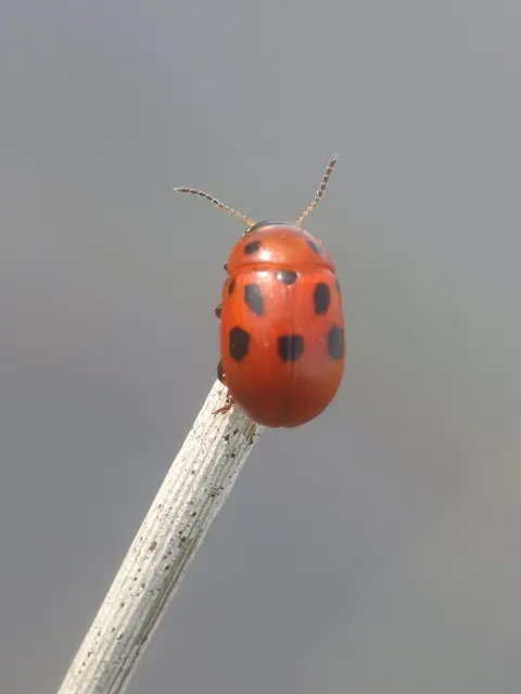 Gonioctena fornicata - közönséges lucernabogár
