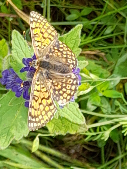 Melitaea cinxia - réti tarkalepke